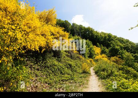 Lussureggiante scopa fioritura nel Eifel Foto Stock