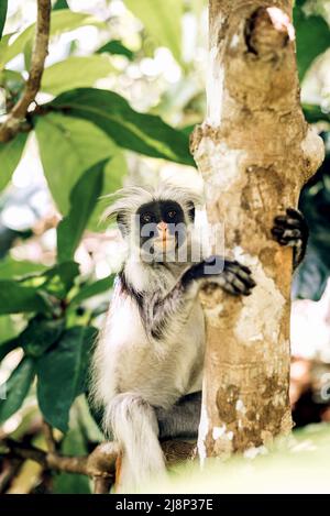 Denaro rosso Colobus in pericolo nel parco nazionale della foresta di Jozani a Zanzibar, Tanzania. Immagine a toni. Foto Stock