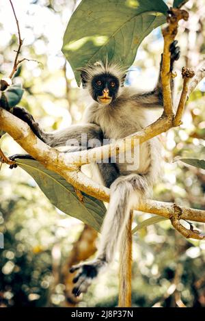 Denaro rosso Colobus in pericolo nel parco nazionale della foresta di Jozani a Zanzibar, Tanzania. Immagine a toni. Foto Stock