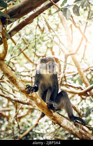 Sykes (Samango) denaro a gettoni bianchi nel Parco Nazionale della Foresta di Jozani a Zanzibar, Tanzania Foto Stock