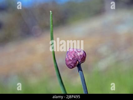 Fiore di erba cipollina non aperto (Allium schoenoprasum), Foto Stock