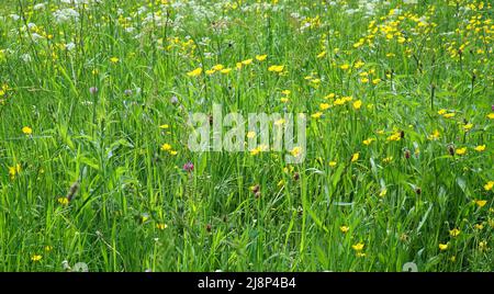 Prato di fiori selvatici con coppe fiorite, prezzemolo di mucca e Clover. Foto Stock