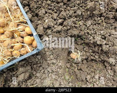 Una scatola con patate germogliate per piantare in un campo agricolo, un buco con un tubero nel terreno. Coltivare patate in un orto. Foto Stock