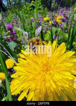 Un'ape raccoglie il polline su un primo piano di dente di leone giallo. Lo sfondo floreale posteriore è molto sfocato Foto Stock