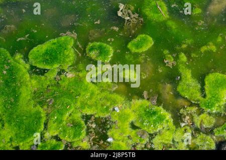 River Backwater formazione di alghe verdi - crescita delle piante Foto Stock