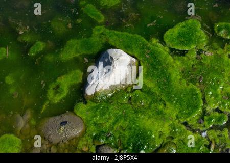 River Backwater formazione di alghe verdi - Rock in crescita Foto Stock