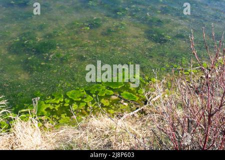 River Backwater formazione di alghe verdi - crescita delle piante Foto Stock