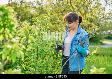 Donna giardiniere in guanti con potatrice taglia rami secchi su cespuglio di ribes nero Foto Stock