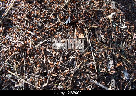 Red Carpenter Ants su ANT Hill in natura. Foto Stock