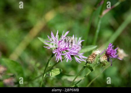 L'ape raccoglie il polline dal prato cornflower. Un'ape che impollinano fiori in un prato in primavera ed estate. Foto Stock