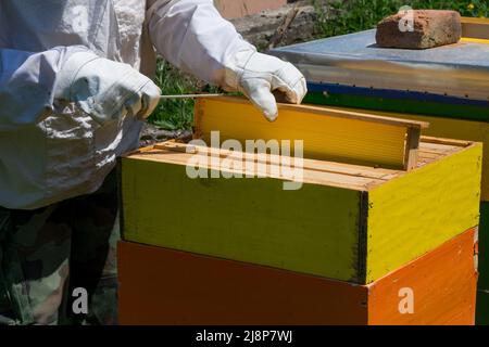 L'apicoltore in indumenti da lavoro protettivi tiene e ispeziona il telaio a nido d'ape all'apatia in una giornata di primavera soleggiata. Concetto di apicoltura Foto Stock