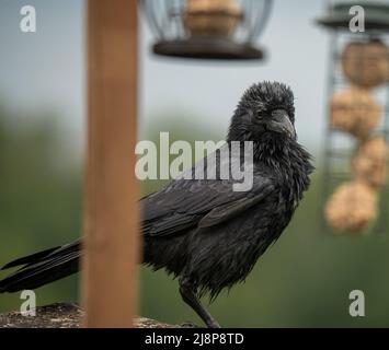 Un corvo giovane (Corvus) si trova su una stazione di alimentazione di uccelli in legno Foto Stock