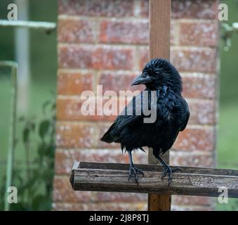 Un corvo giovane (Corvus) si trova su una stazione di alimentazione di uccelli in legno Foto Stock