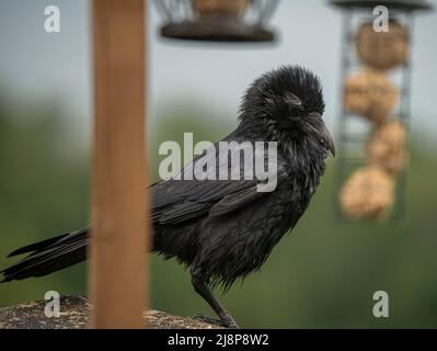 Un corvo giovane (Corvus) si trova su una stazione di alimentazione di uccelli in legno Foto Stock