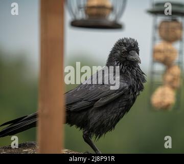 Un corvo giovane (Corvus) si trova su una stazione di alimentazione di uccelli in legno Foto Stock