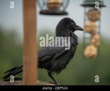 Un corvo giovane (Corvus) si trova su una stazione di alimentazione di uccelli in legno Foto Stock