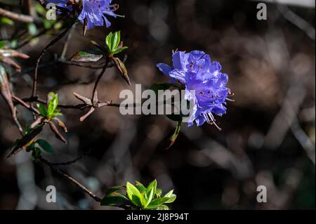 Rhododendron che fiorisce nella valle del Rhodendron ad Abackarna, il parco cittadino lungo il fiume Motala a Norrkoping, Svezia Foto Stock