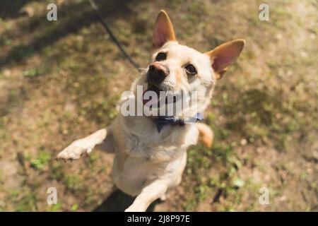 Ritratto di un cane carino in piedi su due zampe di razza Nothern. Foto di alta qualità Foto Stock
