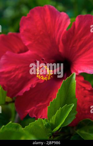 Immagine closeup di un fiore rosso intenso di Hibiscus (Hibiscus rosa-sinensis) in un giardino tropicale. Foto Stock