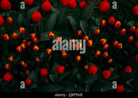 Sfondo floreale, tulipani rossi primo piano Foto Stock
