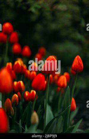 Sfondo floreale, tulipani rossi primo piano Foto Stock