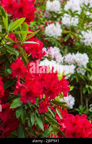 Rododendri rossi profondi in piena fioritura in un giardino del nord-ovest del Pacifico, con fiori bianchi e rosa in uno sfondo a fuoco morbido. Foto Stock