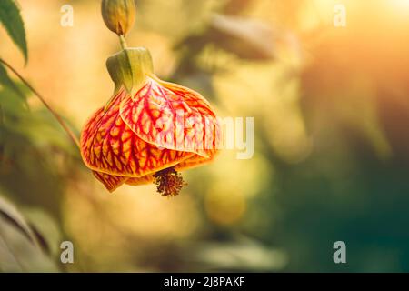 Bell flower, noto anche come campana cinese. Foto Stock