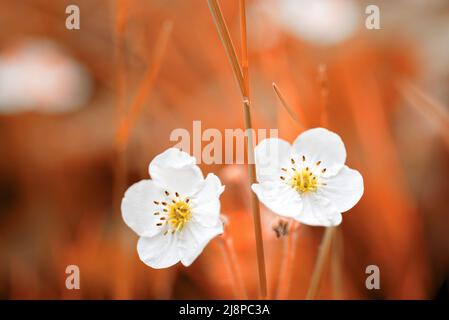 Fiori bianchi primo piano su sfondo arancione natura Foto Stock