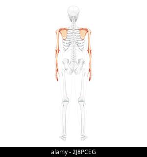 Scheletro arto superiore braccia con cintura spalla visione posteriore umana con posizione delle ossa parzialmente trasparente. Mani realistiche colore naturale piatto immagine vettoriale di anatomia isolata su sfondo bianco Illustrazione Vettoriale