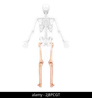 Scheletro cosce e gambe arto inferiore Vista posteriore umana con due bracci pose con una posizione delle ossa parzialmente trasparente. Rotula, fibula, piedi realistico concetto piatto Vector illustrazione di anatomia isolata Illustrazione Vettoriale