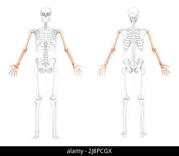 Scheletro Arms Vista posteriore anteriore umana con due bracci aperti pose con una posizione delle ossa parzialmente trasparente. Set di mani, avambracci immagine vettoriale piatta realistica dell'anatomia isolata su sfondo bianco Illustrazione Vettoriale
