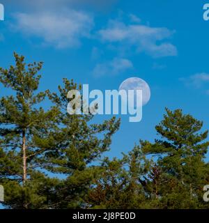 Luna quasi piena che si innalza sopra i pini nelle prime ore della sera nelle Adirondack Mountains, NY, con un cielo blu profondo e nubi bianche deboli Foto Stock