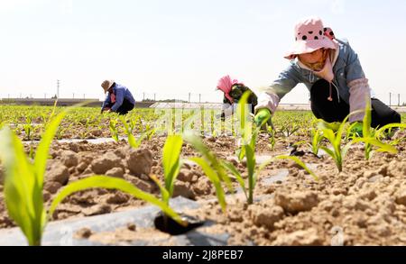 ZHANGYE, CINA - 17 MAGGIO 2022 - gli agricoltori spezzano il film per rilasciare e piantine di mais sottili in una base di produzione di semi di mais a Zhangye City, Northwest CH Foto Stock