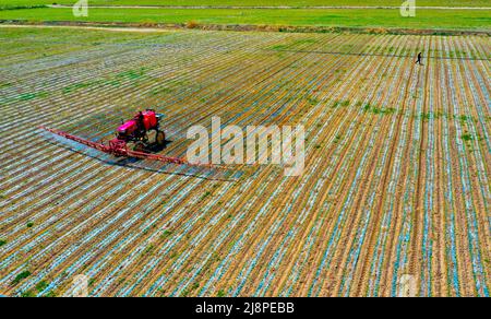 ZHANGYE, CINA - 17 MAGGIO 2022 - gli agricoltori spezzano il film per rilasciare e piantine di mais sottili in una base di produzione di semi di mais a Zhangye City, Northwest CH Foto Stock