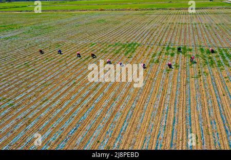 ZHANGYE, CINA - 17 MAGGIO 2022 - gli agricoltori spezzano il film per rilasciare e piantine di mais sottili in una base di produzione di semi di mais a Zhangye City, Northwest CH Foto Stock