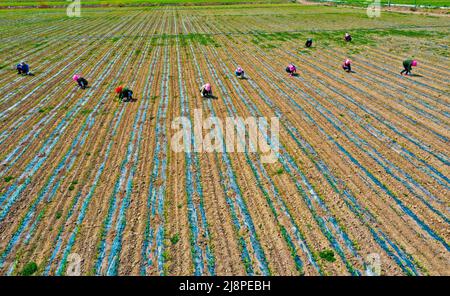 ZHANGYE, CINA - 17 MAGGIO 2022 - gli agricoltori spezzano il film per rilasciare e piantine di mais sottili in una base di produzione di semi di mais a Zhangye City, Northwest CH Foto Stock