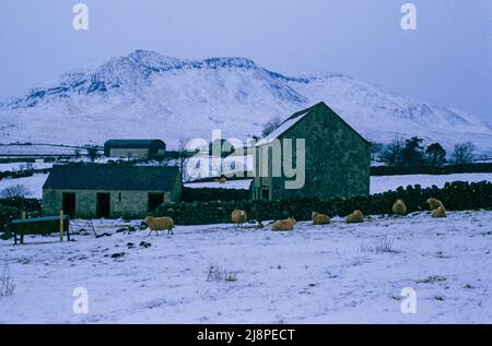 Inverno Montagne di Mourne, neve nel Mournes con pecore in campo e Slieve Muck in background. Foto Stock