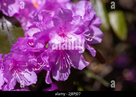 Rosa Rhododendron Fiori primo piano Foto Stock