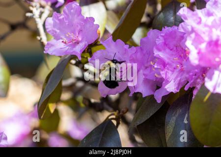 Fiori rosa di rododendro e ape grande Foto Stock