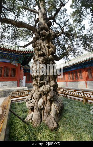 Un tronco di albero molto antico nel tempio di Confucio a Pechino, in Cina Foto Stock