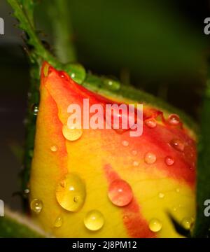 Rainbow Sunblaze bocciolo di rosa in miniatura con gocce d'acqua che mostrano strisce gialle, arancioni e rosse tra il fogliame verde. Foto Stock
