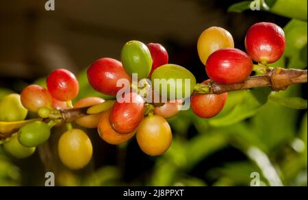 Gruppo di ciliegie da caffè maturanti, dal verde al giallo e rosso intenso, che crescono su un ramo di albero di caffè in Australia Foto Stock