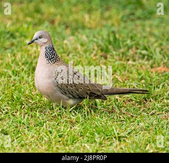 La coltre spotted, Streptopelia chinensis, una specie introdotta in Australia, su erba verde Foto Stock