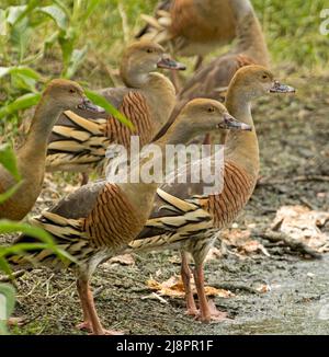 Gruppo di belle anatre fischianti, Dendrocygna eytoni, in piedi tra vegetazione smeraldo accanto all'acqua in Australia Foto Stock