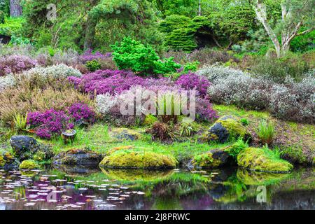 Giardino di erica in primavera Foto Stock