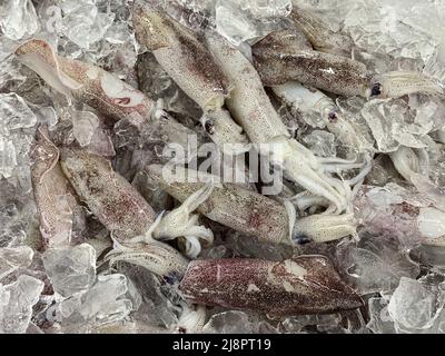 Calamari freschi ricoperti di cubetti di ghiaccio. Concetto sano e di pesce. Foto Stock