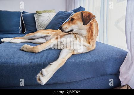 Carino cane rosso con grandi orecchie è sdraiato sul divano, invece del suo posto sul letto del cane. Foto Stock