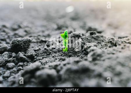 Le prime foglie verdi di giovani piselli germogliati in primo piano nell'orto Foto Stock