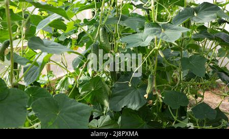 Cetriolo verde su ramoscello in serra fattoria, fuoco selettivo. Raccolto organico crescente Foto Stock