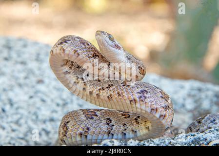 lyre serpente pronto a colpire Foto Stock